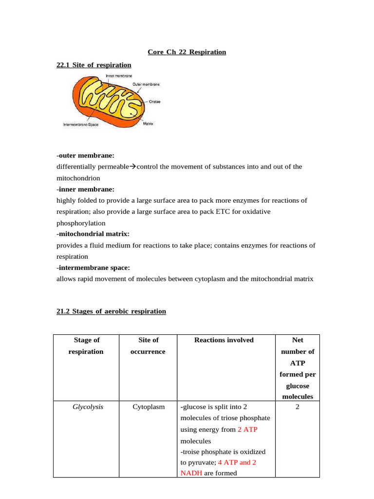Core CH 22 Respiration | PDF | Cellular Respiration | Glycolysis