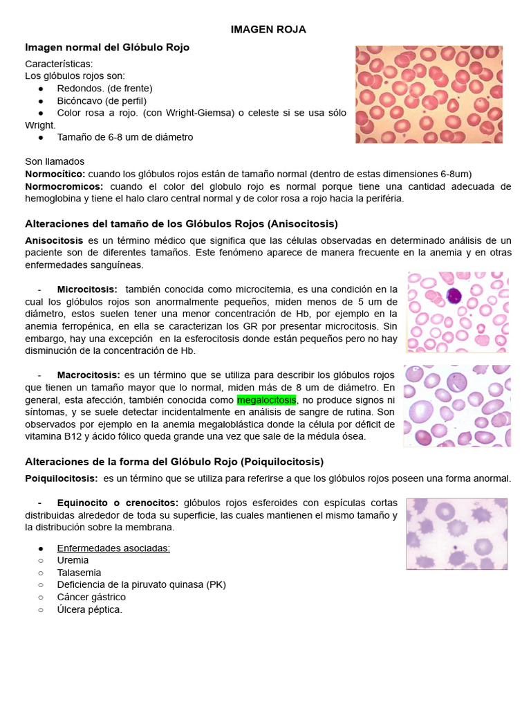 Características y Alteraciones de Glóbulos Rojos | PDF | Glóbulo rojo ...