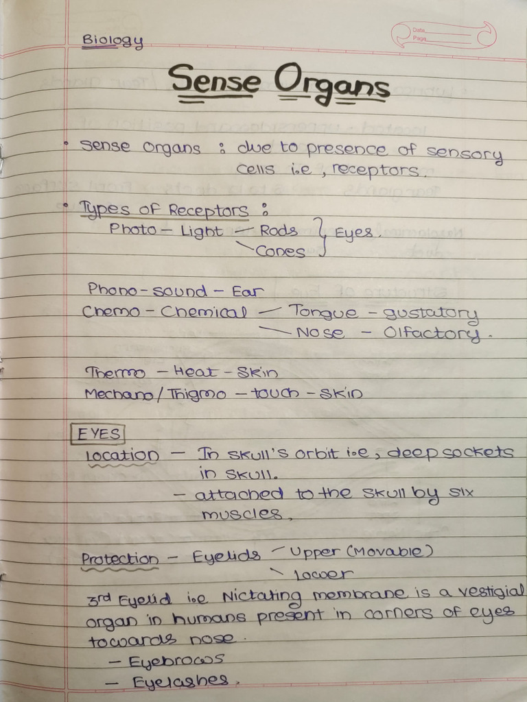 Sense Organs | PDF