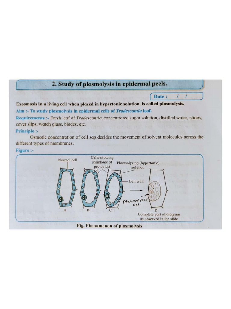 Plasmolysis in Epidermal Peels | PDF