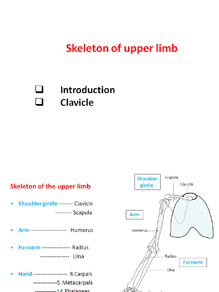 Clavicle | PDF