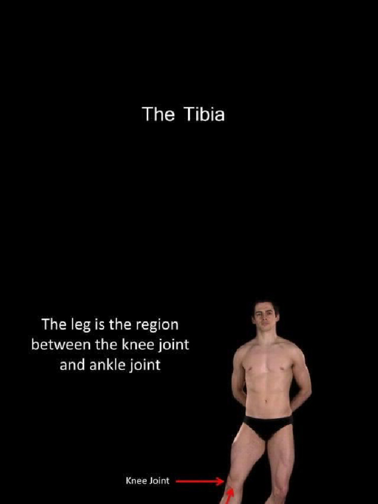 Tibia | PDF
