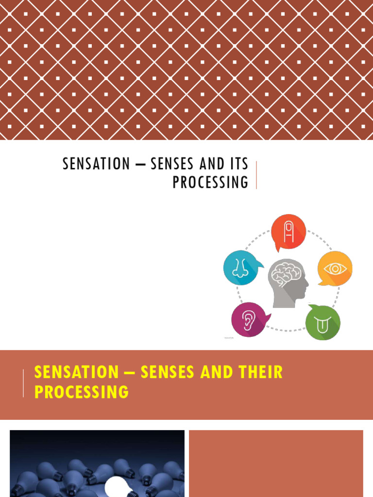 Understanding Sensation and Perception | PDF | Auditory System | Senses