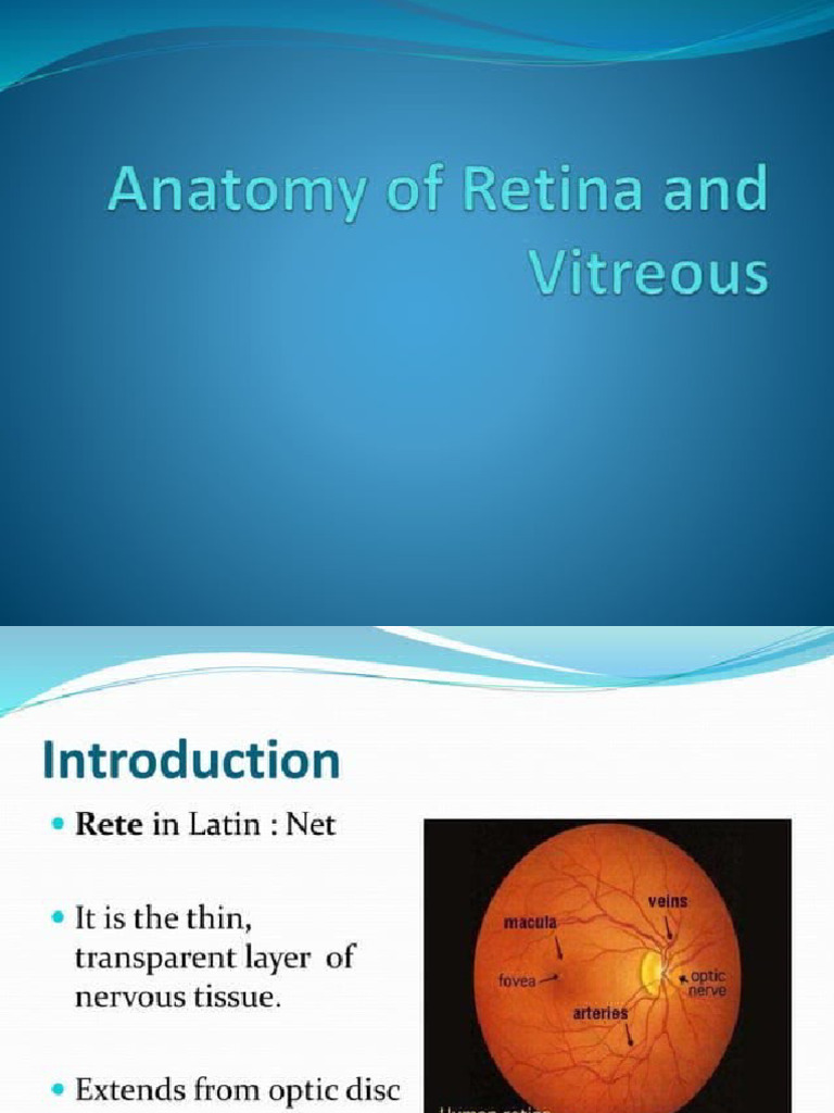 Anatomy of Retina and Vitreous | PDF