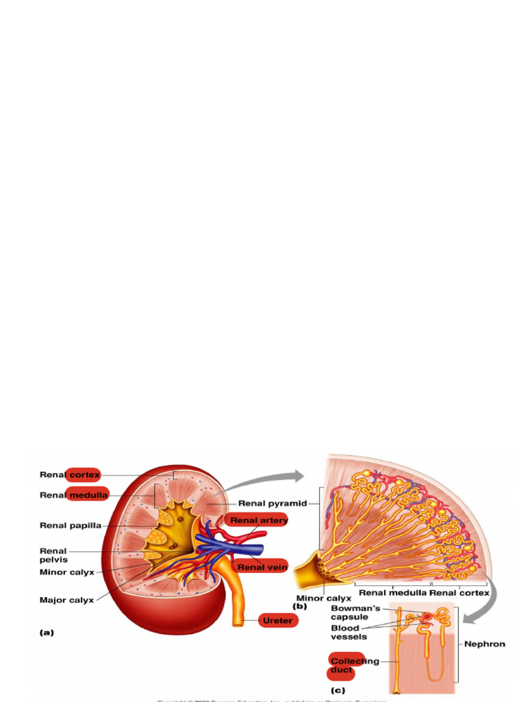 Urine Production and Kidney Function | PDF | Kidney | Medical Specialties