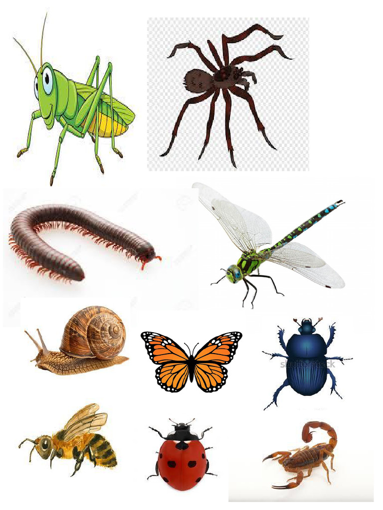 Insecto s | PDF