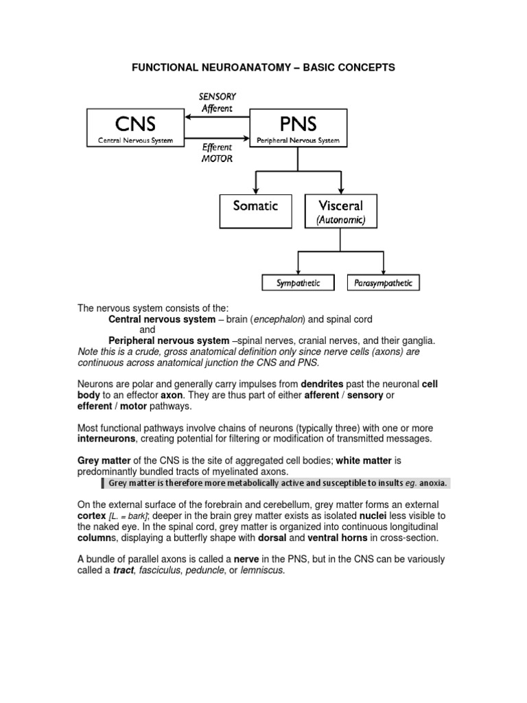 Neuroanatomy Notes 2010 | PDF | Cerebrospinal Fluid | Spinal Cord