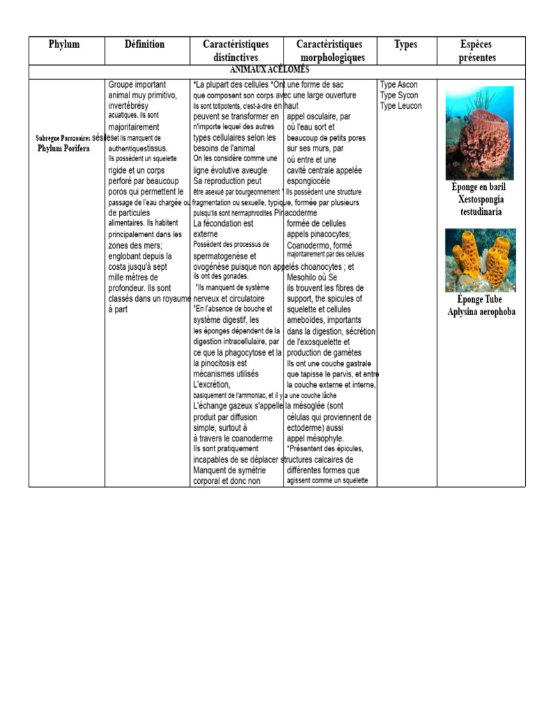Caractéristiques des Phylums Animaux | PDF | Insectes | Éponge
