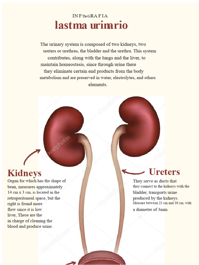 Overview of the Urinary System | PDF