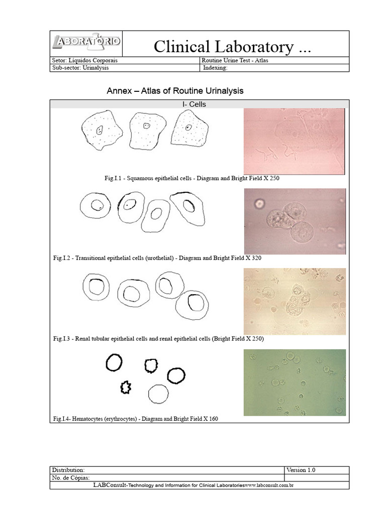 Routine Urinalysis Atlas Guide | PDF | Urinary System | Medical Specialties