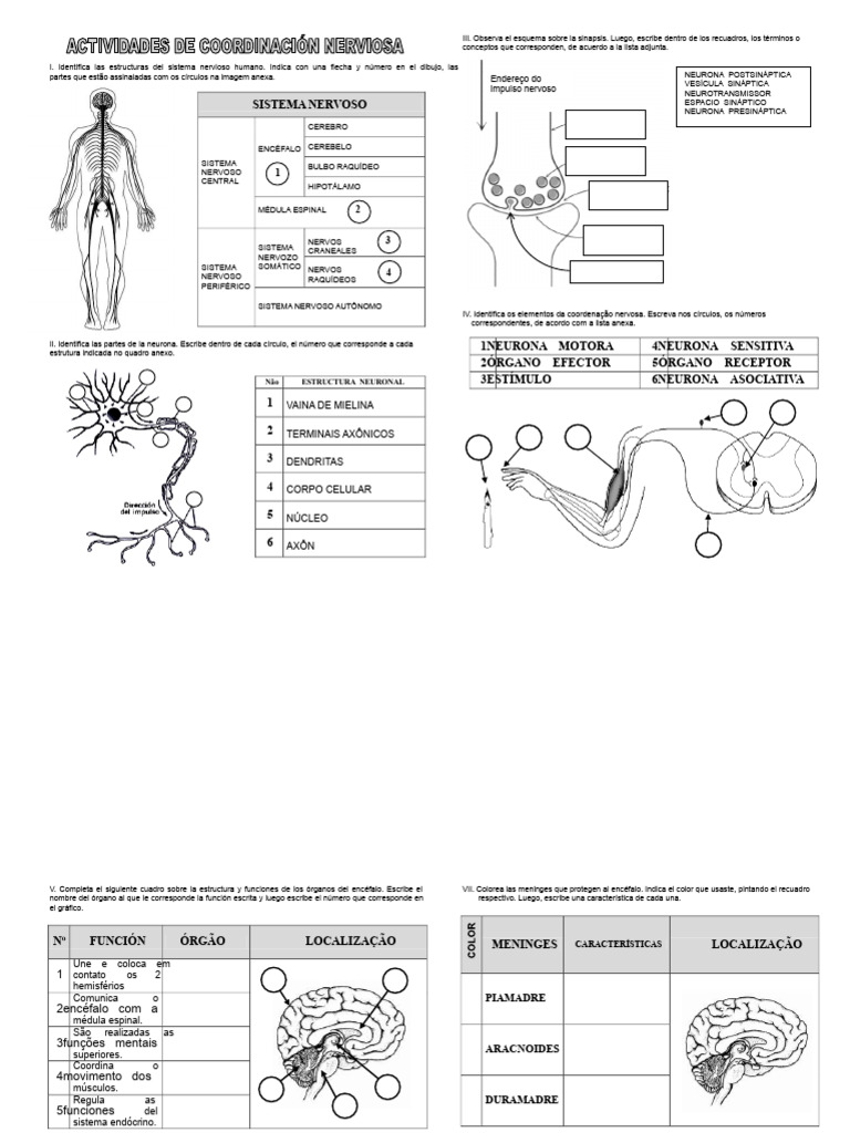 Estructura y Funciones del Sistema Nervioso | PDF | Sinapsis | Cerebro