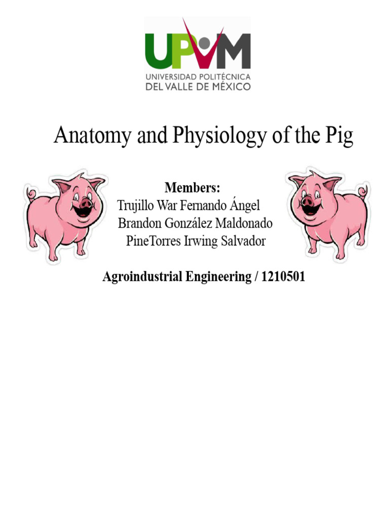 Pig Anatomy and Physiology Overview | PDF | Vein | Atrium (Heart)