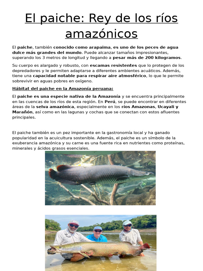 Paiche: Gigante de la Amazonía Peruana | PDF