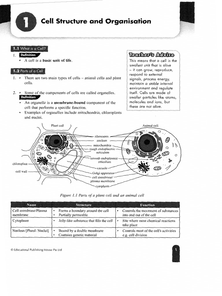 Cell Structure and Organization | PDF