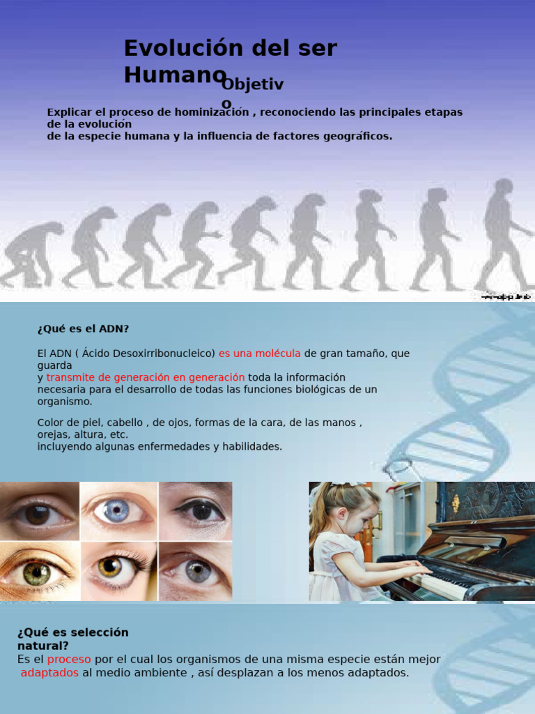 Etapas de la Evolución Humana | PDF | Evolución humana | Evolución
