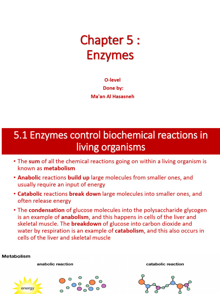 Chapter 5 Enzymes | PDF | Enzyme | Active Site