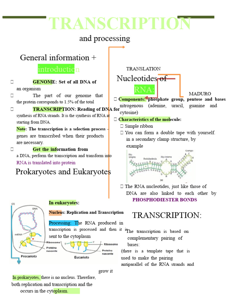 RNA Transcription and Processing Overview | PDF | Rna | Dna