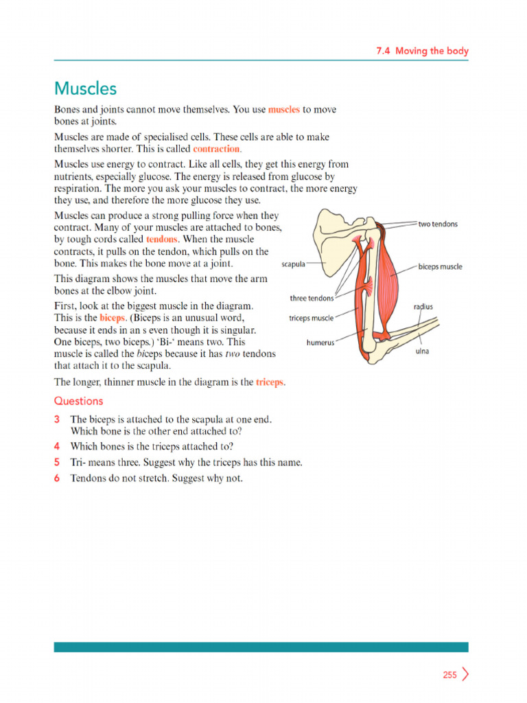 Muscles | PDF