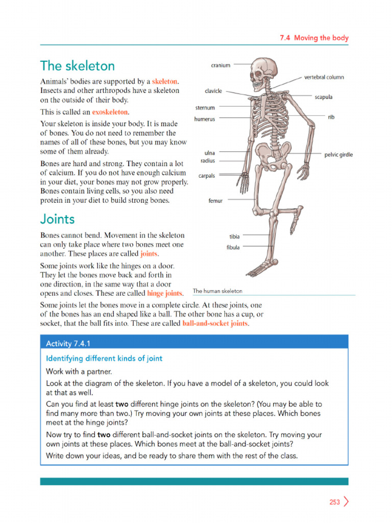 Skeleton | PDF
