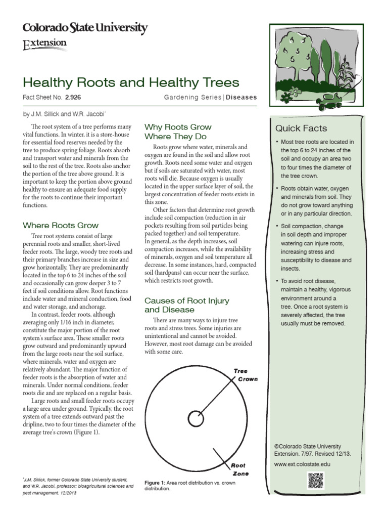 Tree Root Health and Disease Prevention | PDF | Root | Trees
