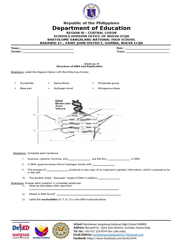 DNA Structure and Replication Activity | PDF | Dna | Dna Replication