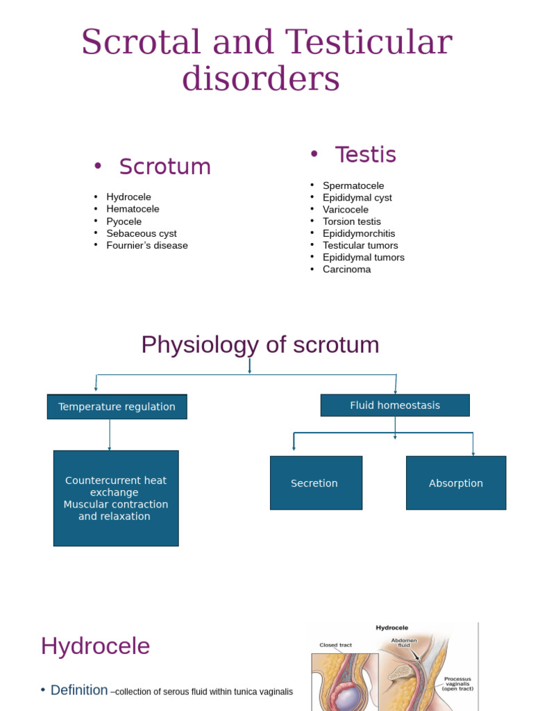 Scrotal and Testis Disorders-3 | PDF