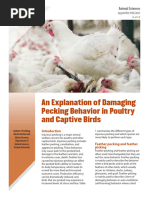 Chicken Debeaking: Methods & Benefits | PDF | Beak | Poultry Farming