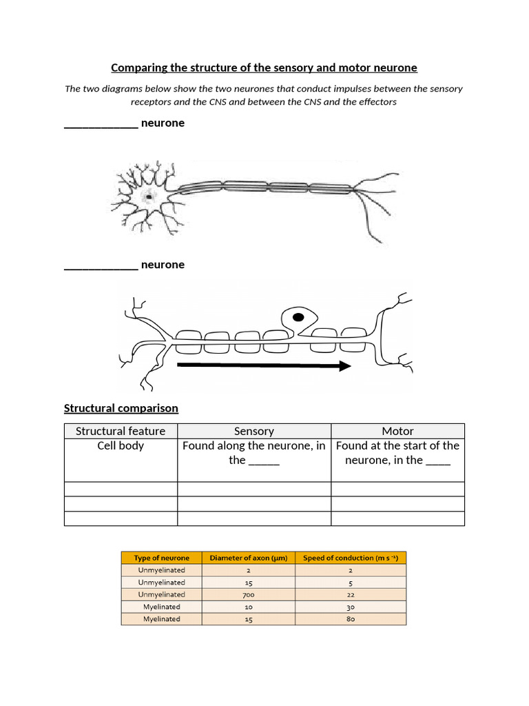 Comparing The Structure of The Sensory and Motor Neurone | PDF