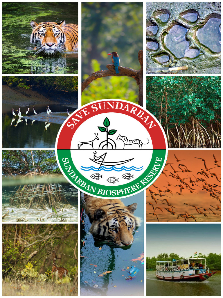 Sundarbans | PDF