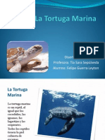 Tortugas Marinas: Características y Variedades