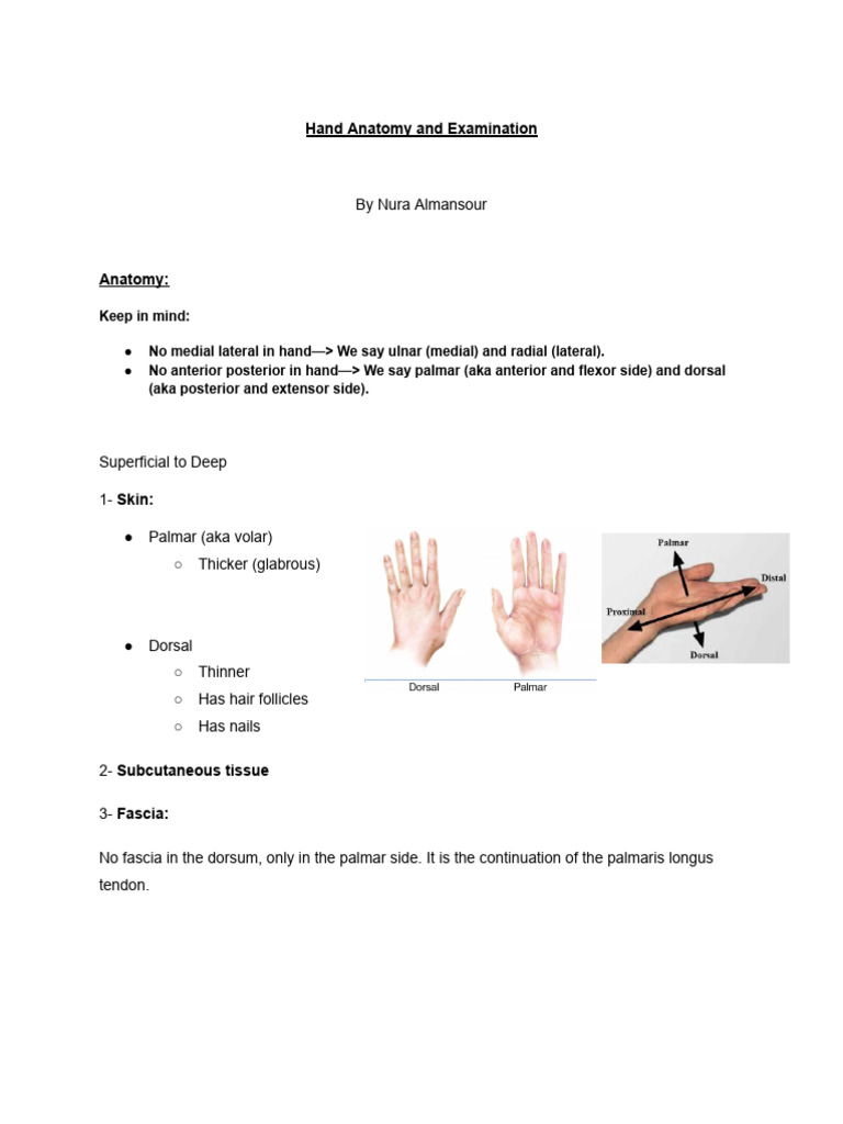 Hand Anatomy and Examination Guide | PDF | Thumb | Hand