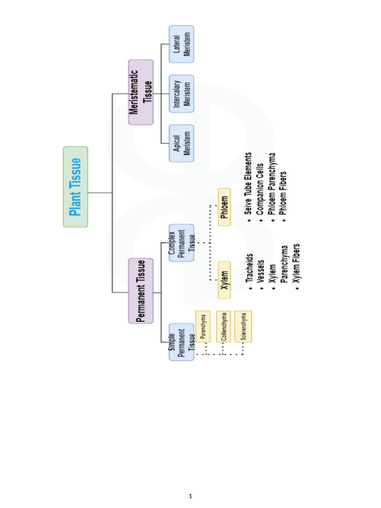 Meristematic and Simple Plant Tissues | PDF | Tissue (Biology) | Plant Stem