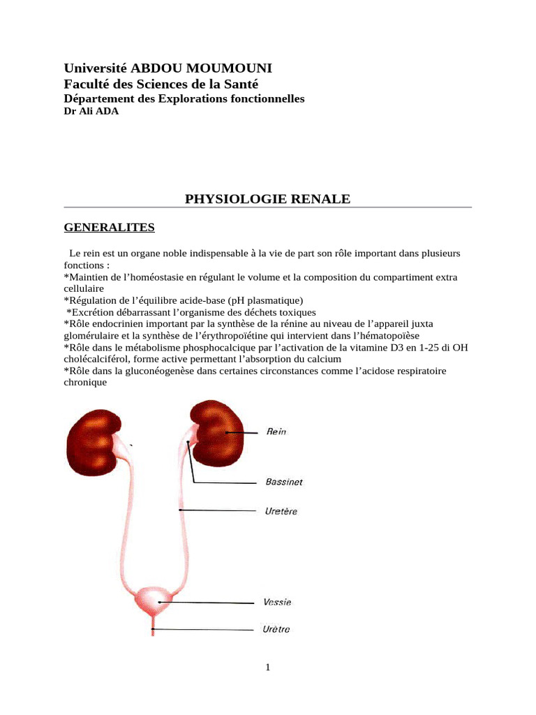 Physiologie et anatomie rénale détaillées | PDF | Rein