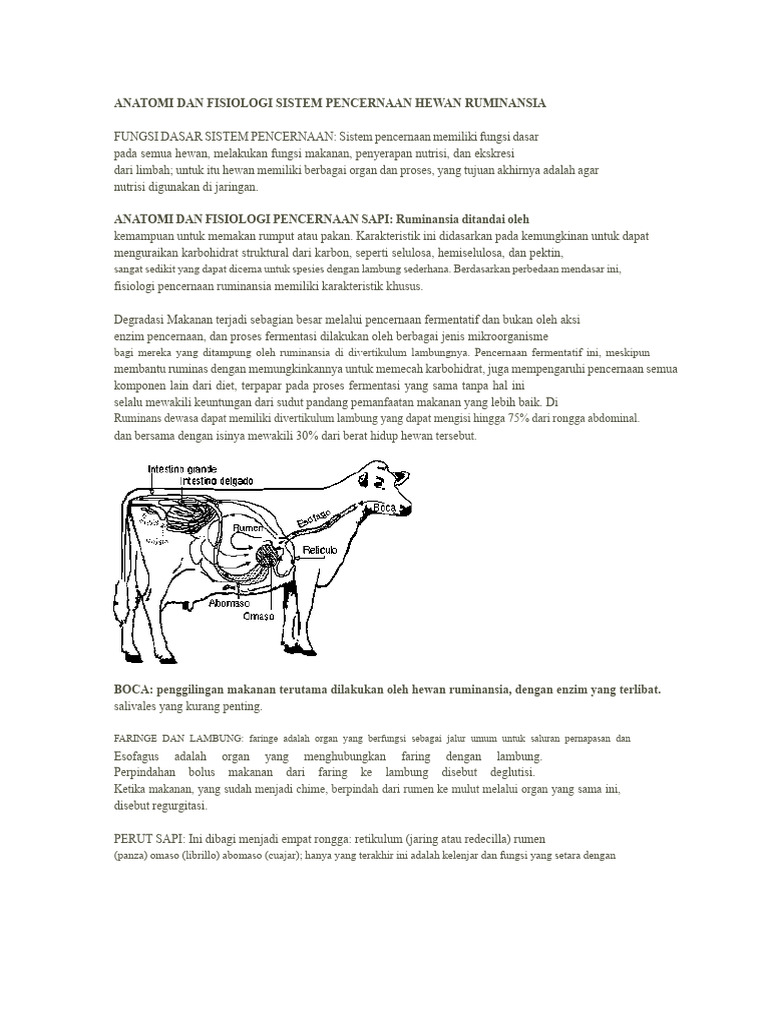 Anatomi Pencernaan Ruminansia Sapi | PDF