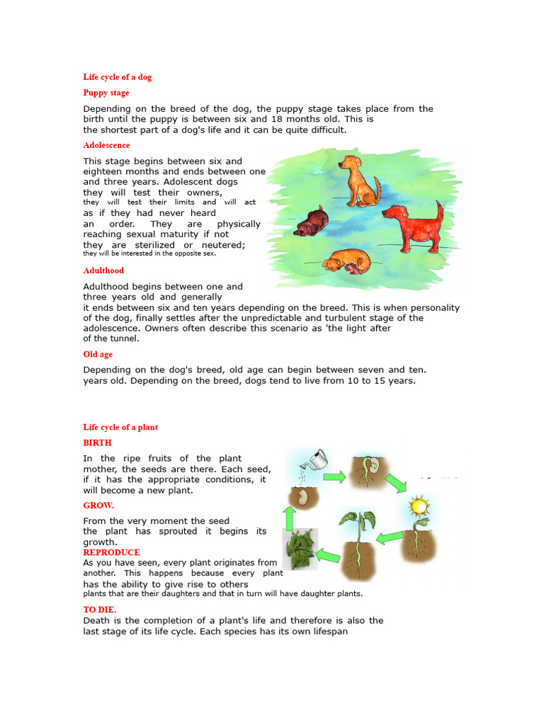 Life Cycle of a Dog | PDF