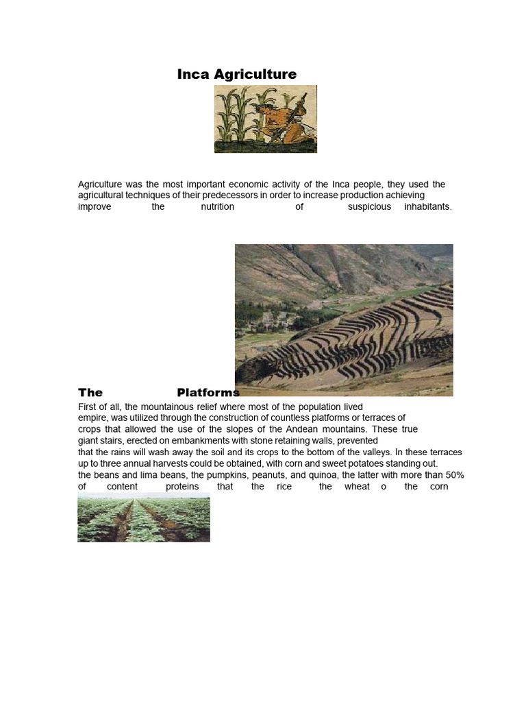 Inca Agriculture | PDF | Agriculture | Inca Empire