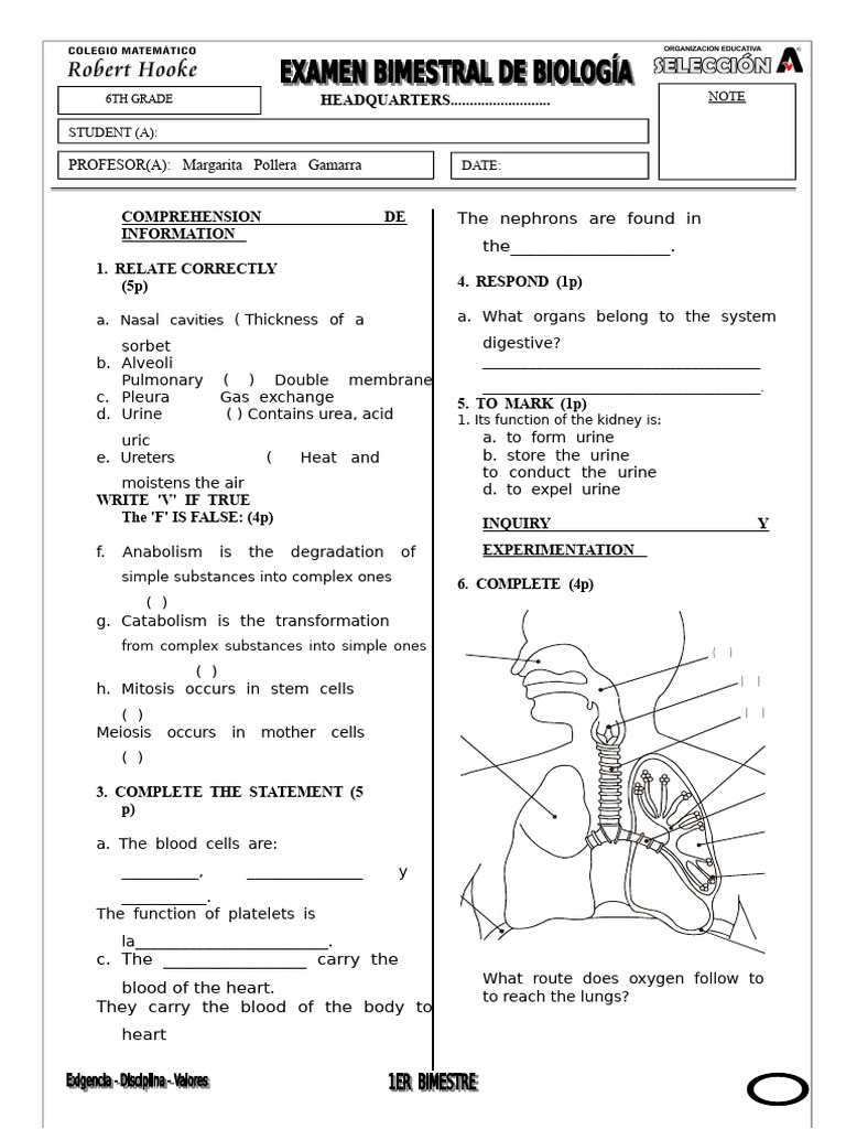 6th Grade Biology Exam Ready | PDF | Lung | Blood