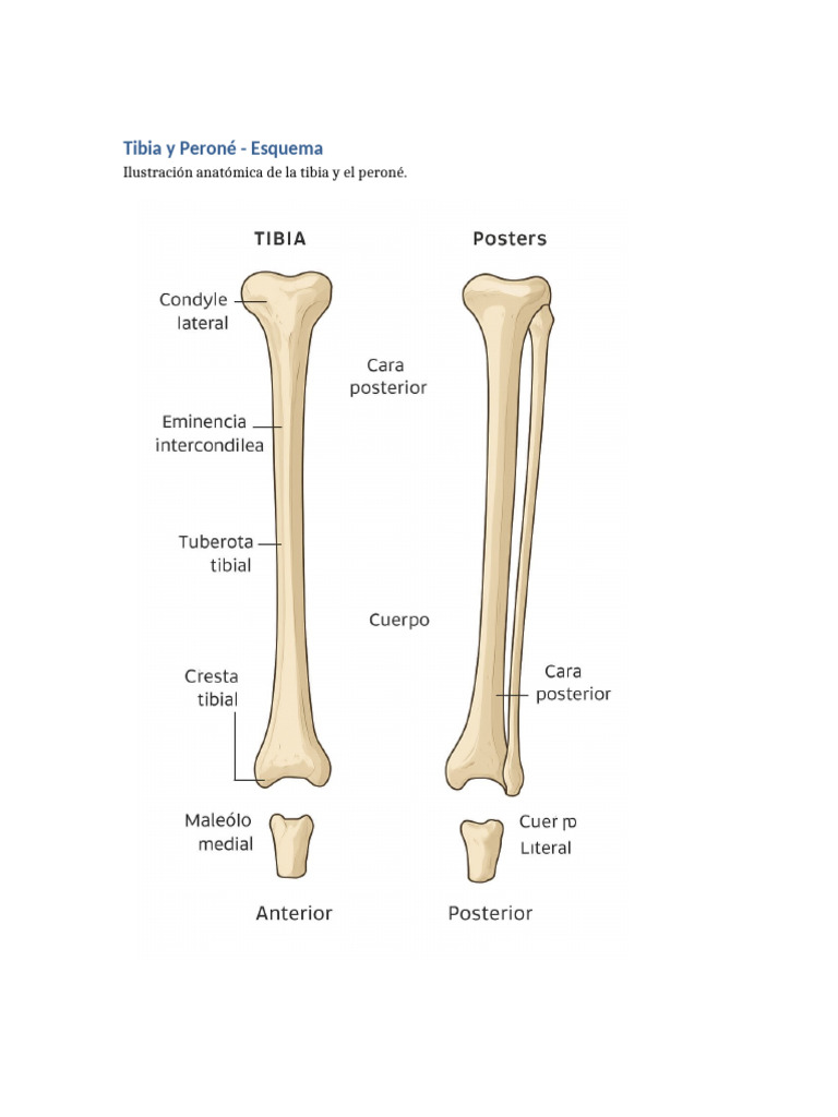 Tibia Perone Imagen | PDF