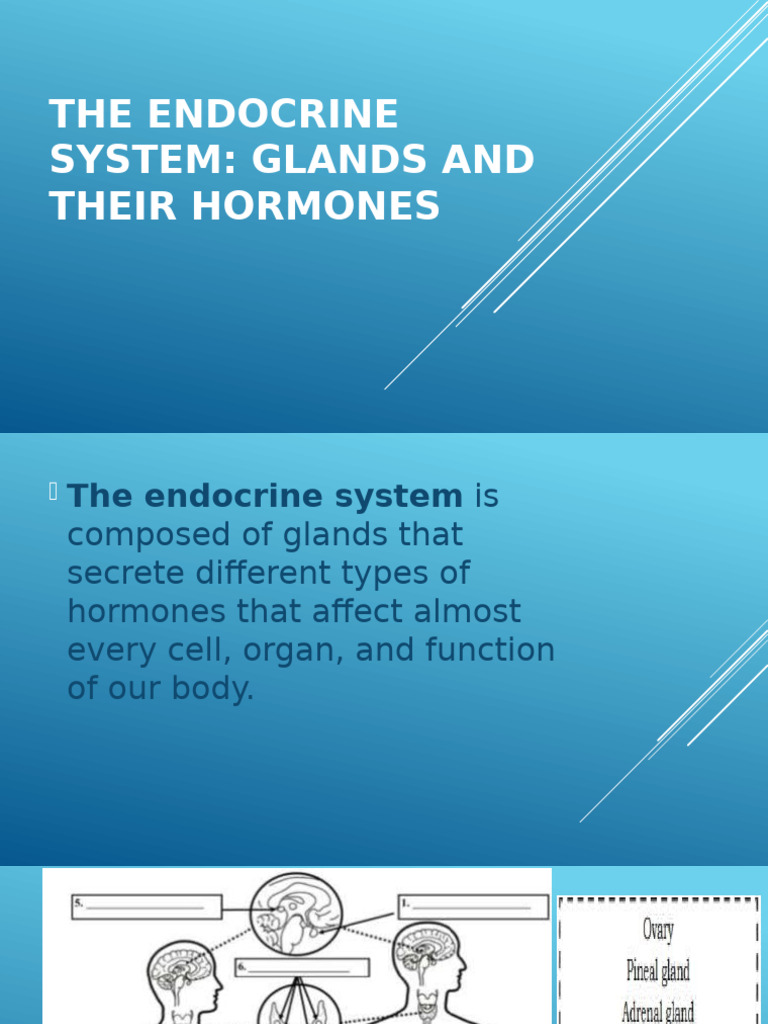Inbound 7451851895384112838 | PDF | Endocrine System | Luteinizing Hormone