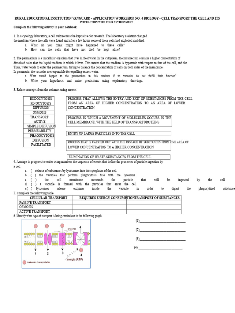 Cell Transport Mechanisms in Biology | PDF | Cell Membrane | Osmosis