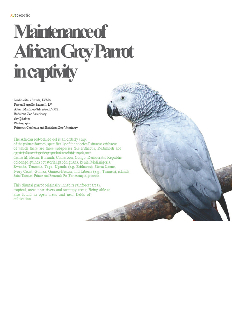 8 Maintenance of The African Grey Parrot in Captivity | PDF | Parrot