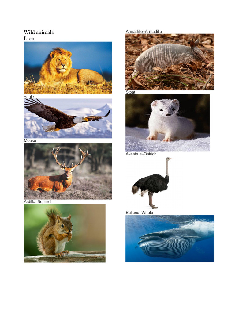 List of Wild and Domestic Animals | PDF