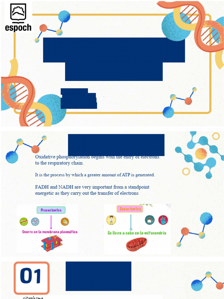 Oxidative Phosphorylation | PDF | Electron Transport Chain | Adenosine ...
