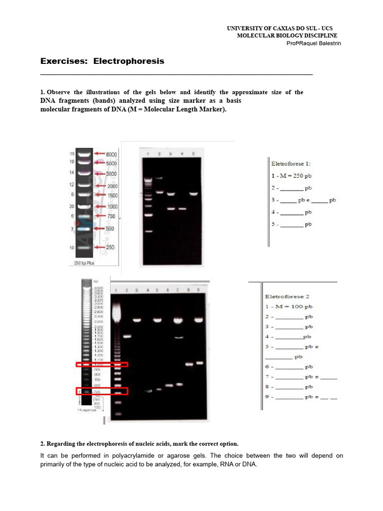 Electrophoresis in Molecular Biology | PDF | Gel Electrophoresis ...