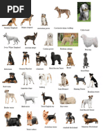 Dog Breeds | PDF