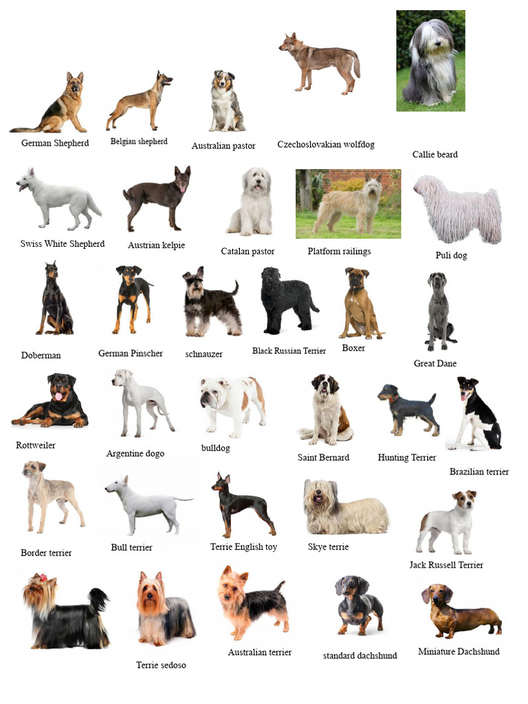 Dog Breeds: Comprehensive List | PDF