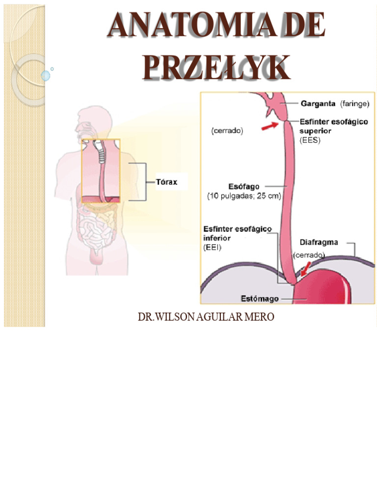 Anatomia Przełyku 1 | PDF