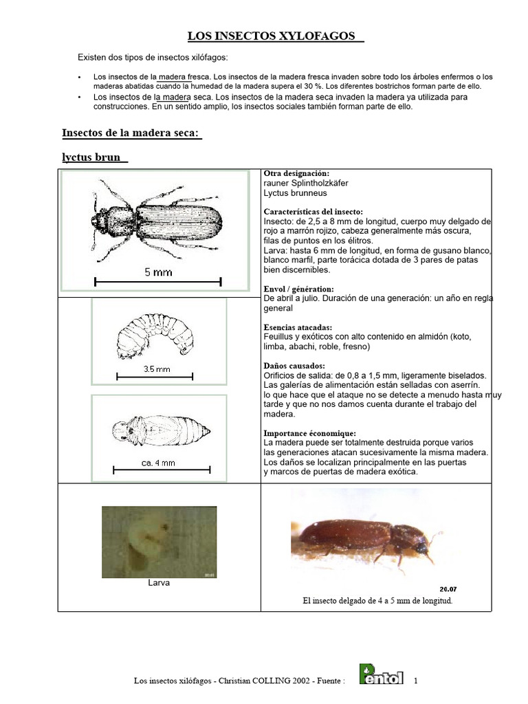 Insectos Xilófagos: Tipos y Daños | PDF | Insectos | Hormiga