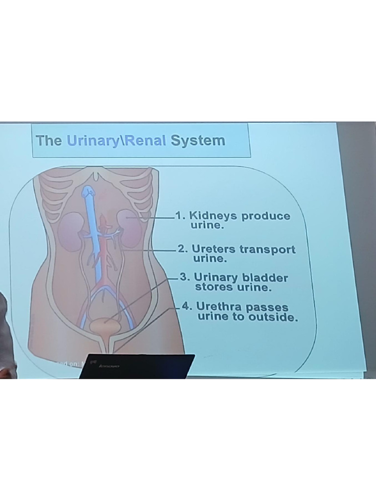 Anatomy Renal | PDF