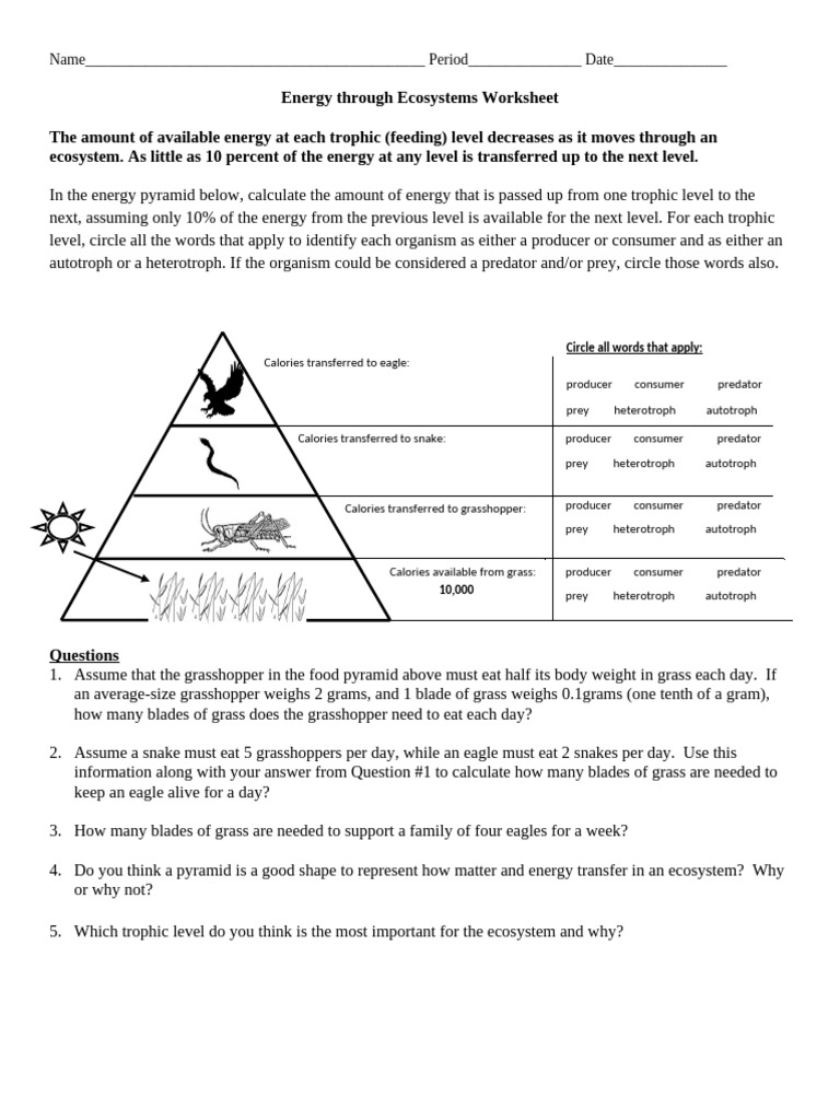 Energy Through An Ecosystem Worksheet | PDF | Food Web | Predation